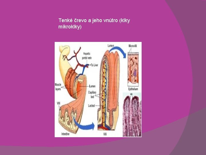 Tenké črevo a jeho vnútro (klky mikroklky) 