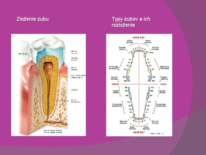 Zloženie zubu Typy zubov a ich rozloženie 