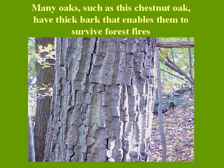 Many oaks, such as this chestnut oak, have thick bark that enables them to