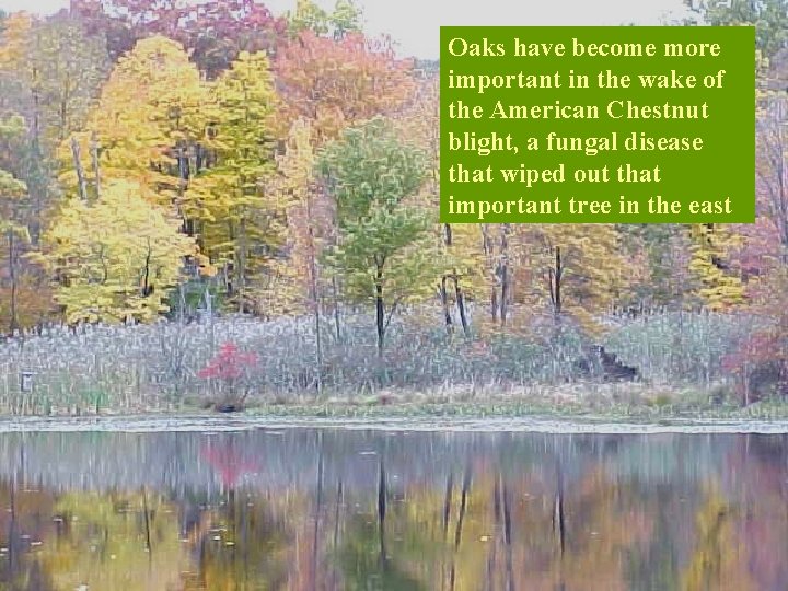 Oaks have become more important in the wake of the American Chestnut blight, a