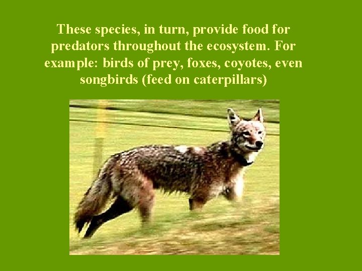 These species, in turn, provide food for predators throughout the ecosystem. For example: birds