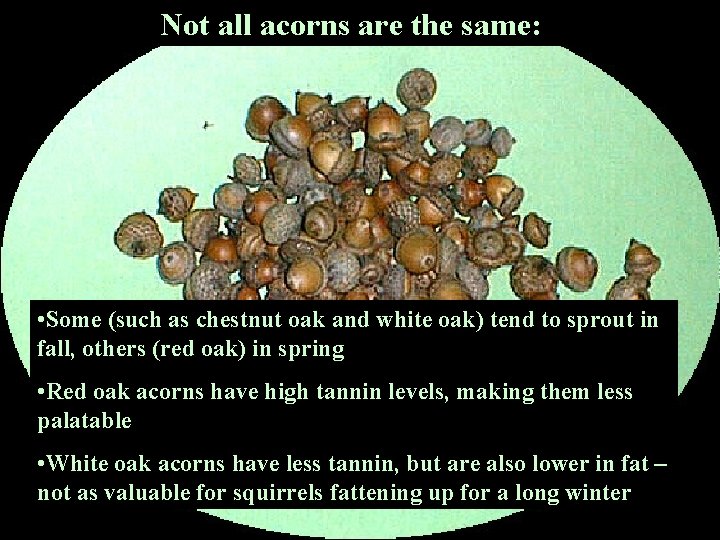 Not all acorns are the same: • Some (such as chestnut oak and white