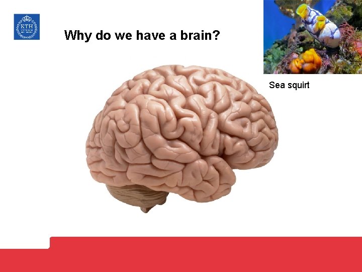 Why do we have a brain? Sea squirt 