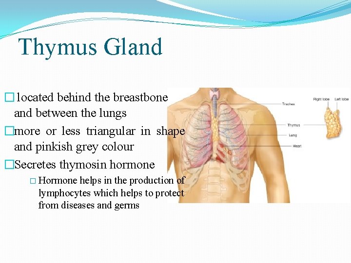 Thymus Gland � located behind the breastbone and between the lungs �more or less Thymus Gland � located behind the breastbone and between the lungs �more or less