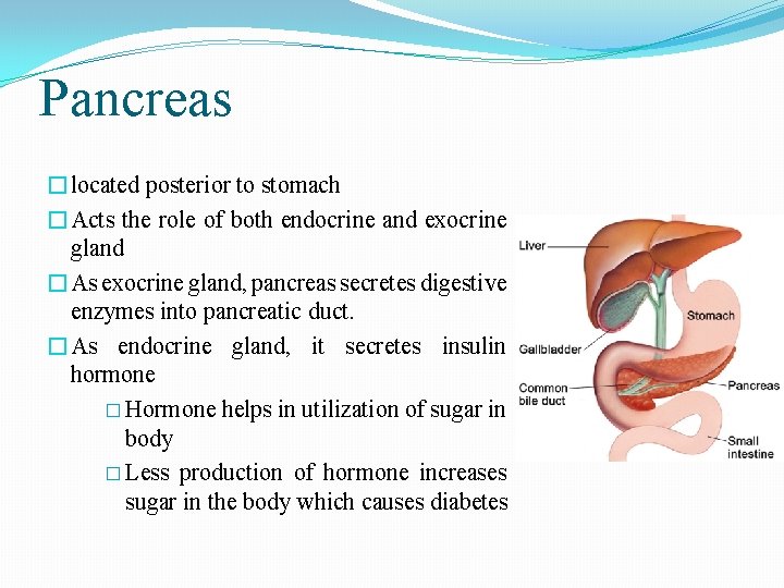 Pancreas �located posterior to stomach �Acts the role of both endocrine and exocrine gland Pancreas �located posterior to stomach �Acts the role of both endocrine and exocrine gland