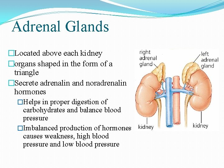 Adrenal Glands �Located above each kidney �organs shaped in the form of a triangle Adrenal Glands �Located above each kidney �organs shaped in the form of a triangle