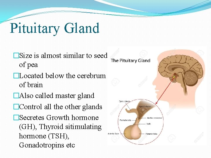 Pituitary Gland �Size is almost similar to seed of pea �Located below the cerebrum Pituitary Gland �Size is almost similar to seed of pea �Located below the cerebrum