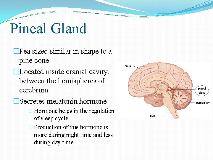 Pineal Gland �Pea sized similar in shape to a pine cone �Located inside cranial Pineal Gland �Pea sized similar in shape to a pine cone �Located inside cranial