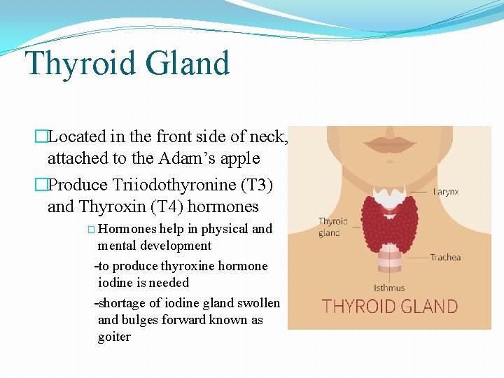 Thyroid Gland �Located in the front side of neck, attached to the Adam’s apple Thyroid Gland �Located in the front side of neck, attached to the Adam’s apple