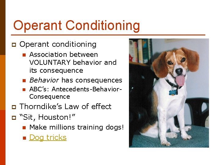 Operant Conditioning p Operant conditioning n n n p p Association between VOLUNTARY behavior