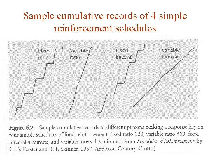 Sample cumulative records of 4 simple reinforcement schedules 