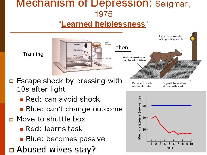 Mechanism of Depression: Seligman, 1975 “Learned helplessness” then Training p p p Escape shock
