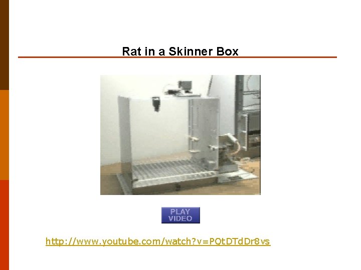 Rat in a Skinner Box http: //www. youtube. com/watch? v=PQt. DTd. Dr 8 vs