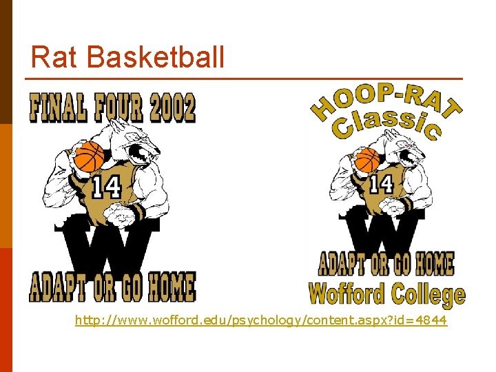 Rat Basketball http: //www. wofford. edu/psychology/content. aspx? id=4844 