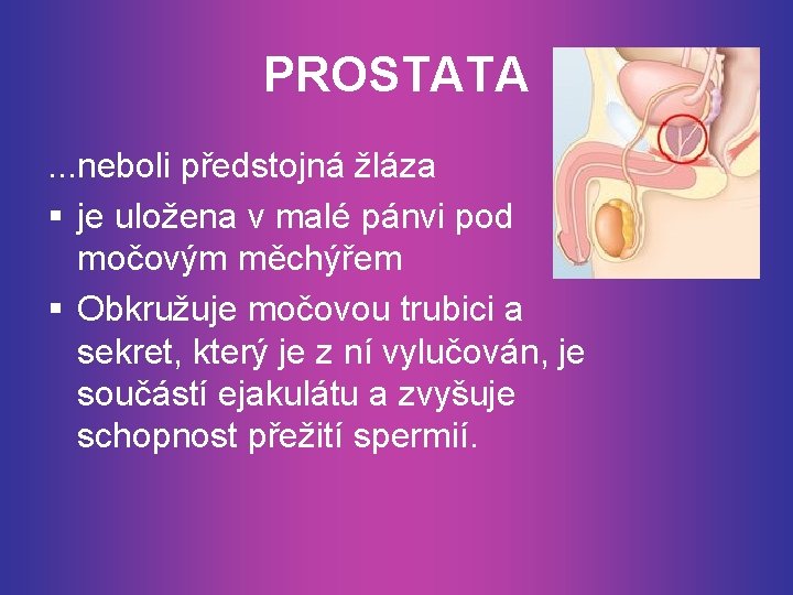 PROSTATA. . . neboli předstojná žláza § je uložena v malé pánvi pod močovým