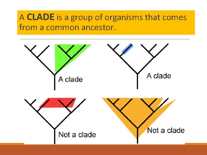 A CLADE is a group of organisms that comes from a common ancestor. 