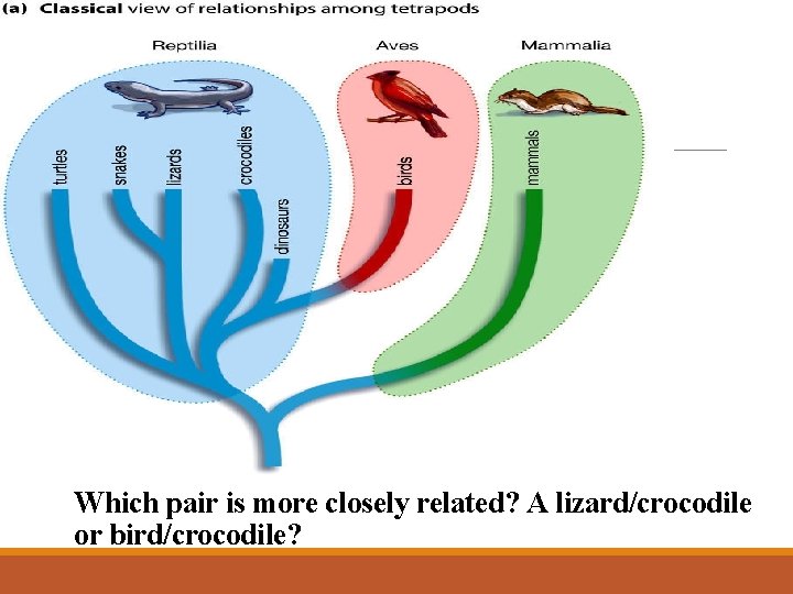 Which pair is more closely related? A lizard/crocodile or bird/crocodile? 