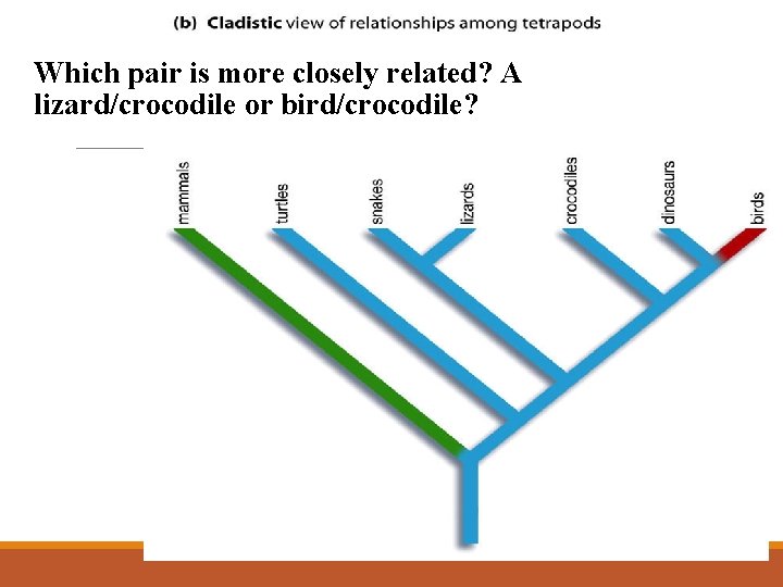 Which pair is more closely related? A lizard/crocodile or bird/crocodile? 