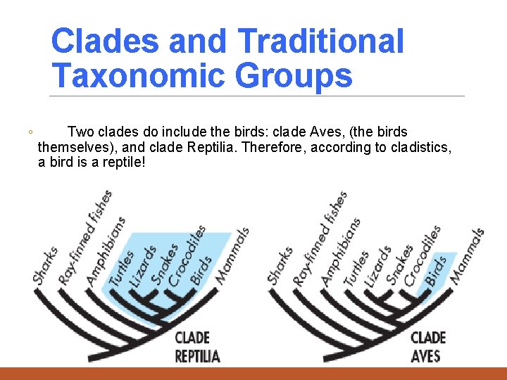 Clades and Traditional Taxonomic Groups ◦ Two clades do include the birds: clade Aves,