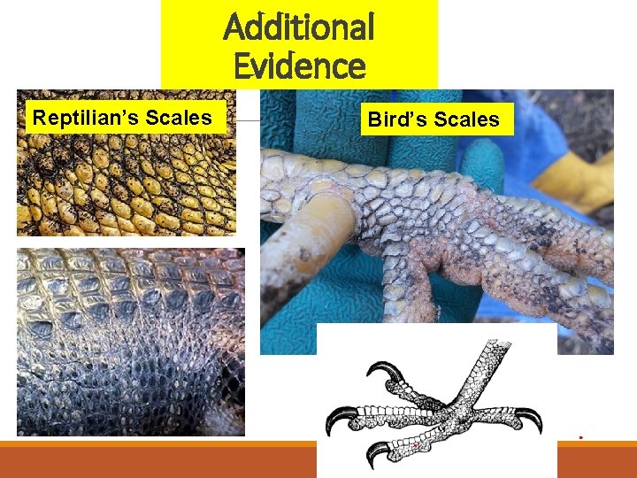 Additional Evidence Reptilian’s Scales Bird’s Scales 