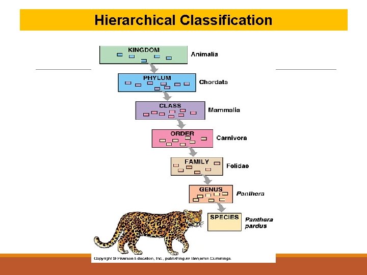 Hierarchical Classification 
