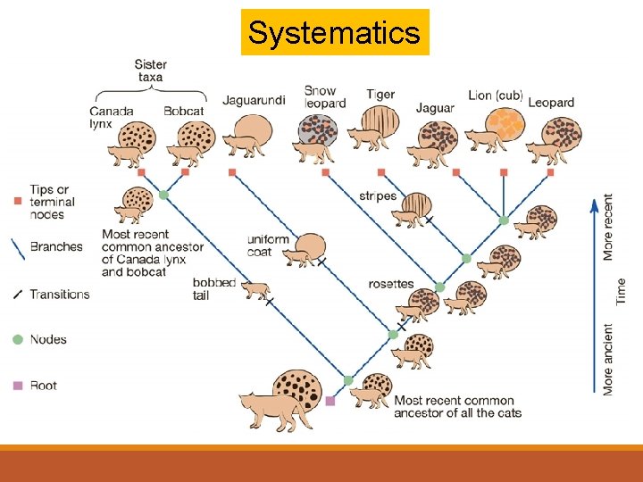 Systematics 