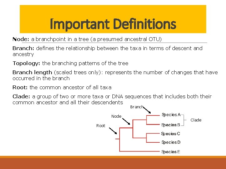 Important Definitions Node: a branchpoint in a tree (a presumed ancestral OTU) Branch: defines