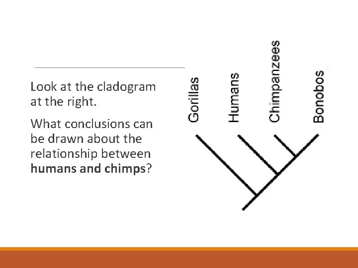 Look at the cladogram at the right. What conclusions can be drawn about the