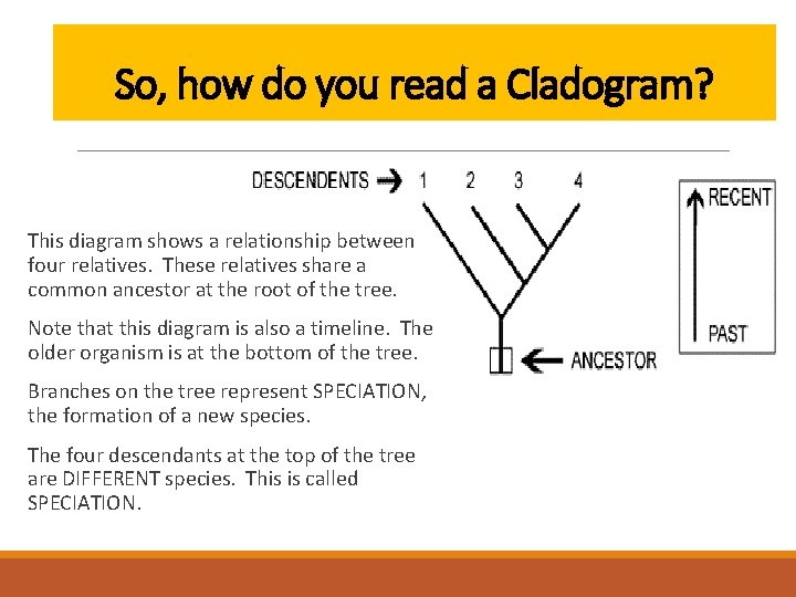 So, how do you read a Cladogram? This diagram shows a relationship between four