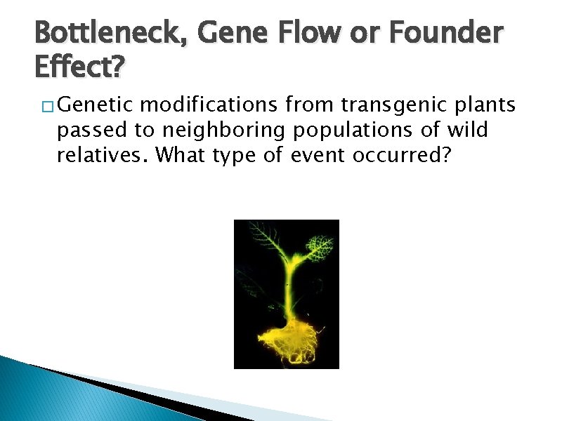 Bottleneck, Gene Flow or Founder Effect? � Genetic modifications from transgenic plants passed to