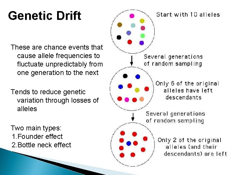 Genetic Drift These are chance events that cause allele frequencies to fluctuate unpredictably from