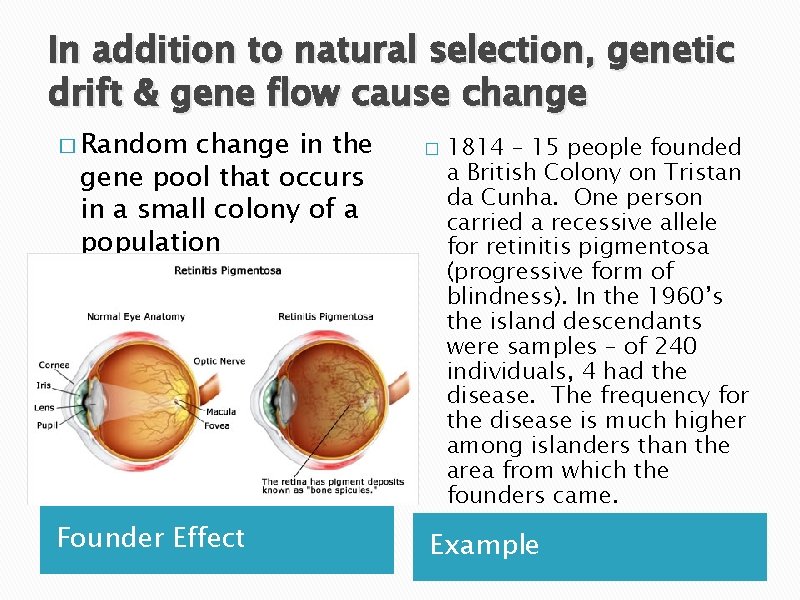 In addition to natural selection, genetic drift & gene flow cause change � Random