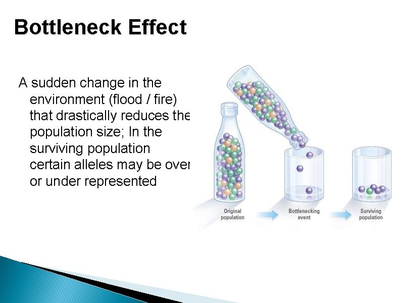 Bottleneck Effect A sudden change in the environment (flood / fire) that drastically reduces