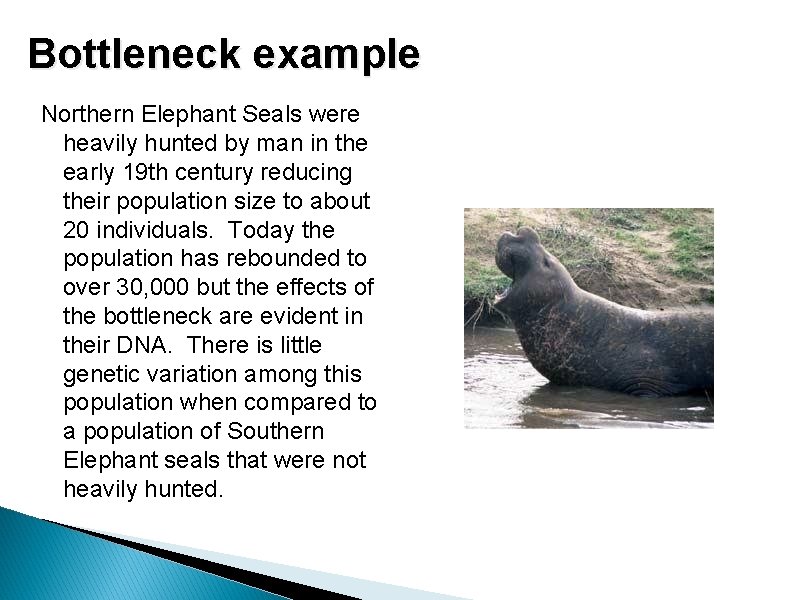 Bottleneck example Northern Elephant Seals were heavily hunted by man in the early 19