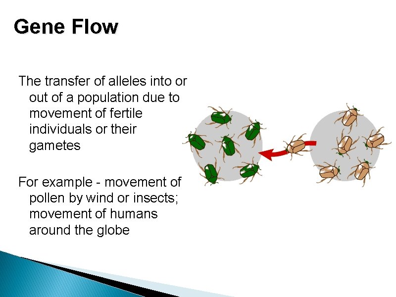Gene Flow The transfer of alleles into or out of a population due to