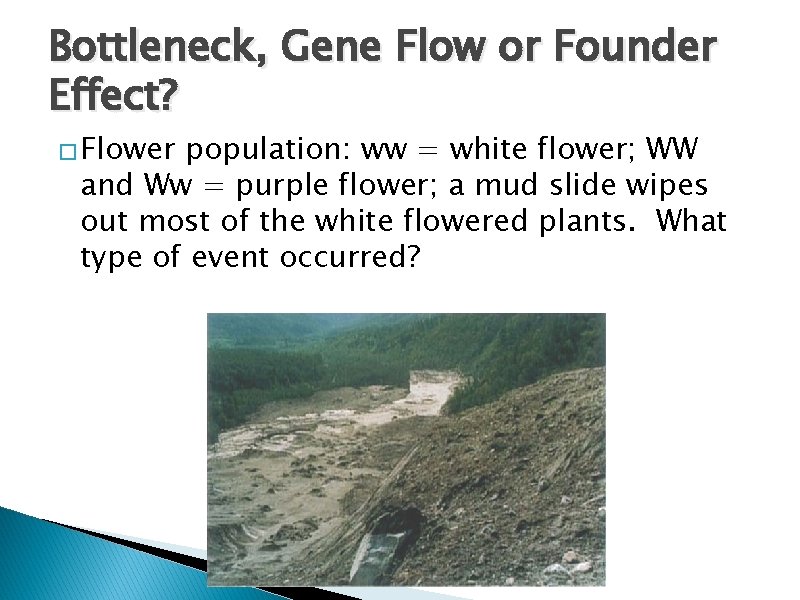 Bottleneck, Gene Flow or Founder Effect? � Flower population: ww = white flower; WW