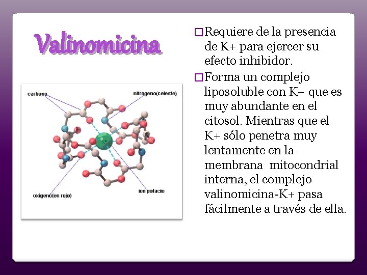 Valinomicina � Requiere de la presencia de K+ para ejercer su efecto inhibidor. �