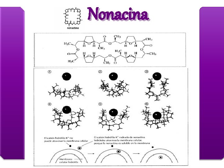 Nonacina 