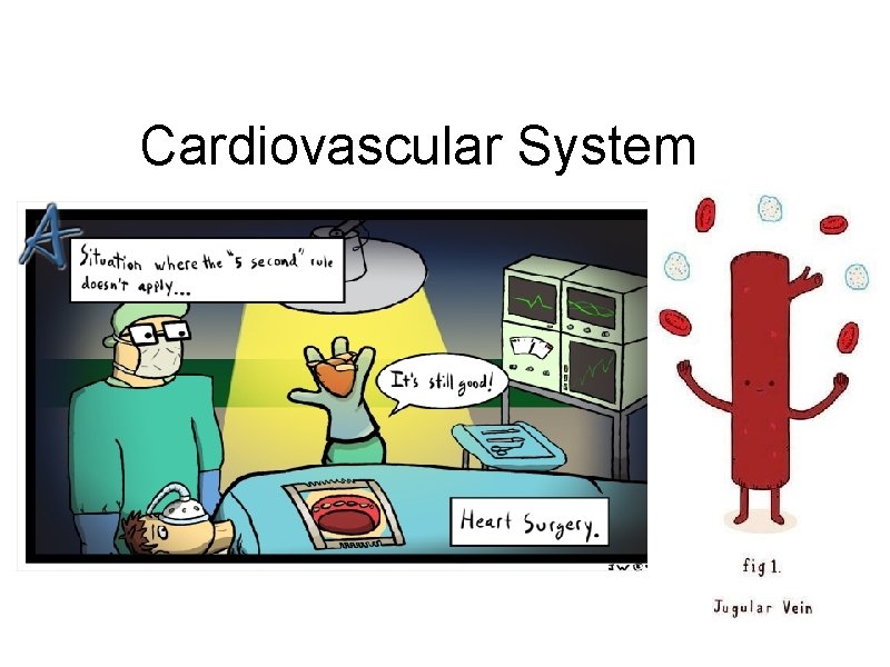 Cardiovascular System 