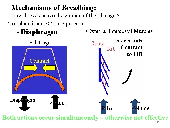 Mechanisms of Breathing: How do we change the volume of the rib cage ?