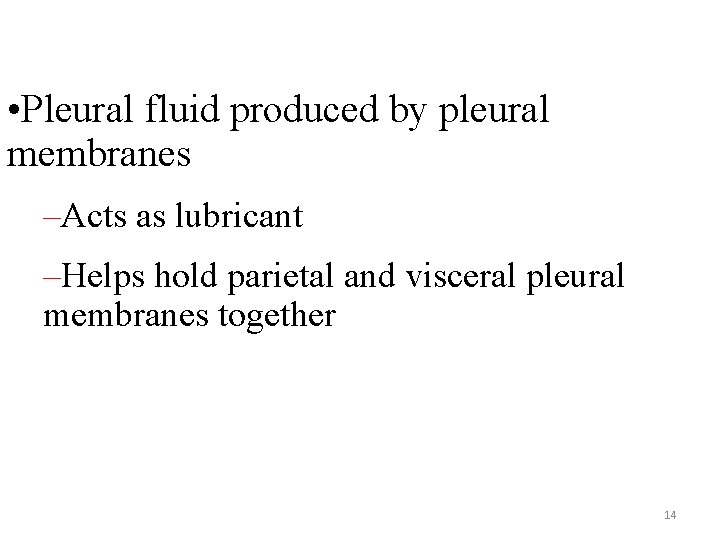  • Pleural fluid produced by pleural membranes –Acts as lubricant –Helps hold parietal