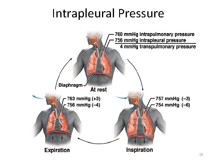 Intrapleural Pressure 15 