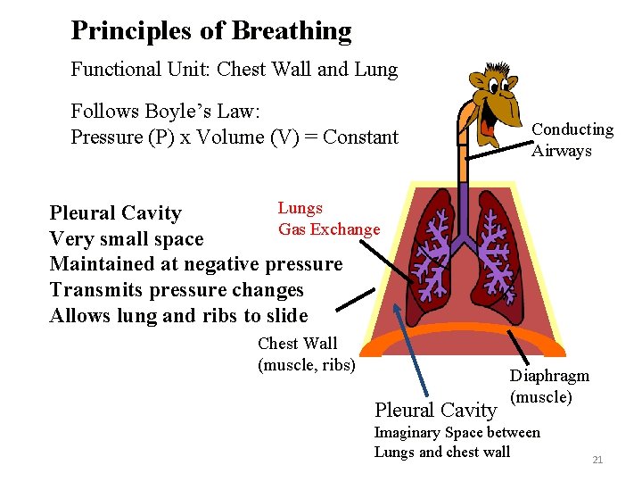 Principles of Breathing Functional Unit: Chest Wall and Lung Follows Boyle’s Law: Pressure (P)