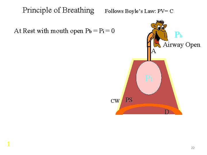 Principle of Breathing Follows Boyle’s Law: PV= C At Rest with mouth open Pb