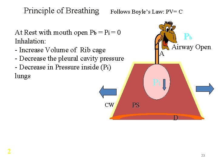 Principle of Breathing Follows Boyle’s Law: PV= C At Rest with mouth open Pb