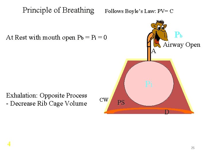 Principle of Breathing Follows Boyle’s Law: PV= C Pb At Rest with mouth open