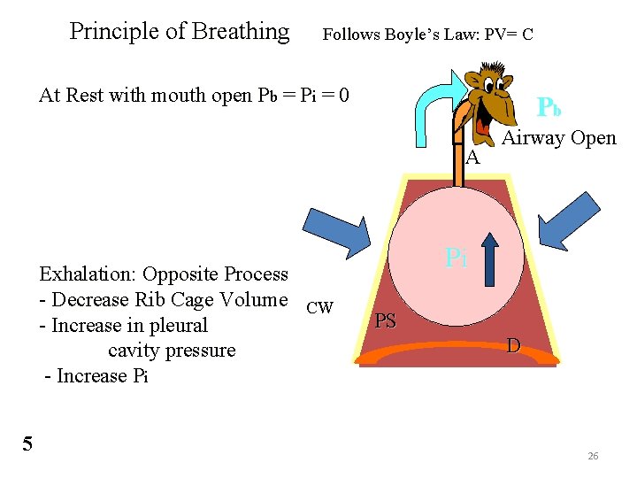 Principle of Breathing Follows Boyle’s Law: PV= C At Rest with mouth open Pb