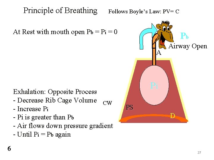 Principle of Breathing Follows Boyle’s Law: PV= C At Rest with mouth open Pb