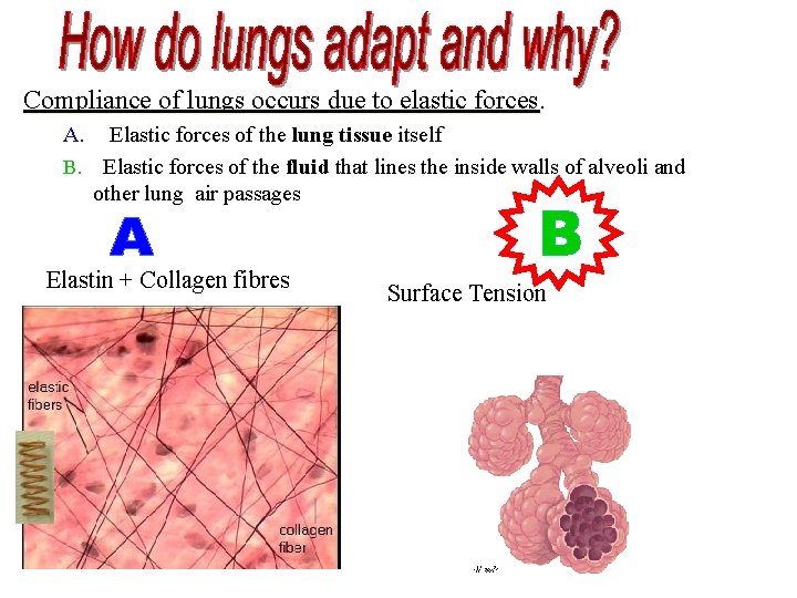 Compliance of lungs occurs due to elastic forces. A. Elastic forces of the lung