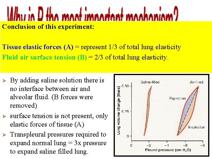 Conclusion of this experiment: Experiment: Tissue elastic forces (A) = represent 1/3 of total